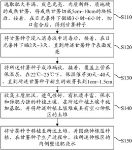 甘薯的种植方法以及种植装置